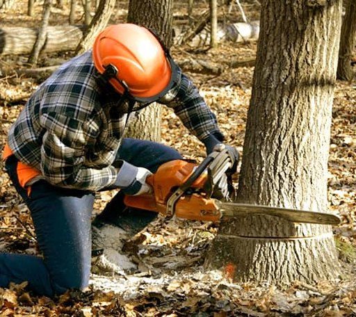 Tree Removal in Milburn, OK